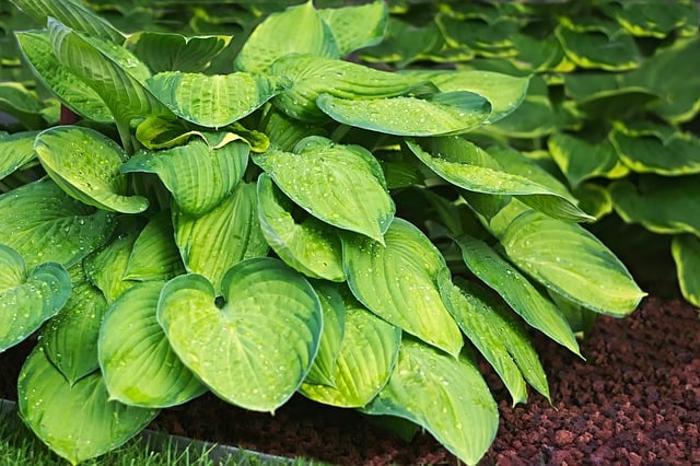 Bright green Hosta plants with dark green edges growing in the shade outside.