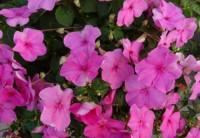 Bright pink impatiens flowers growing outside.