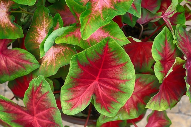 Close-up of caladium plants growing in the shade with bright red centers.