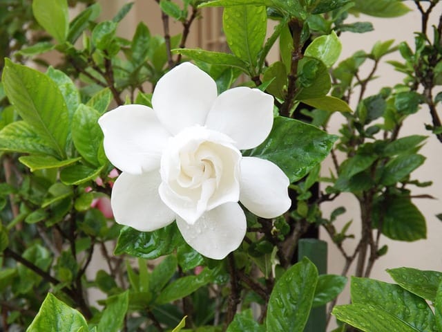 Close up of a large white gardenia flower bloom growing outside.