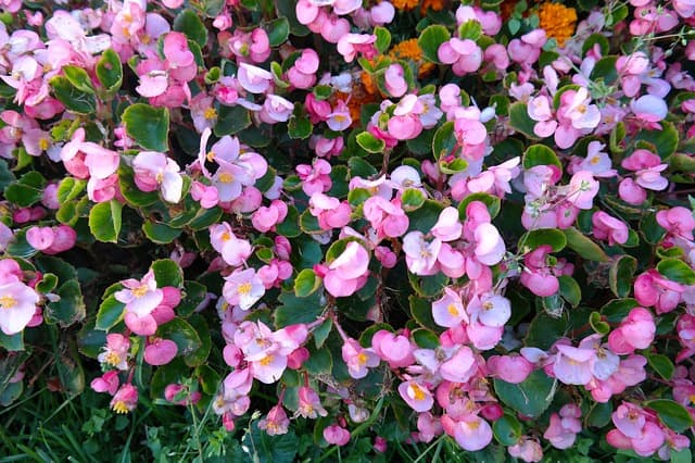 Bright pink and white flowers growing in a thick patch outside.