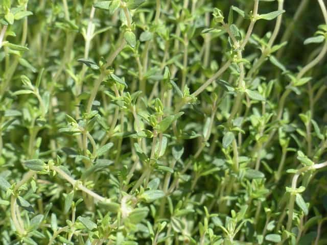 Close-up of a large thyme plant growing outside.