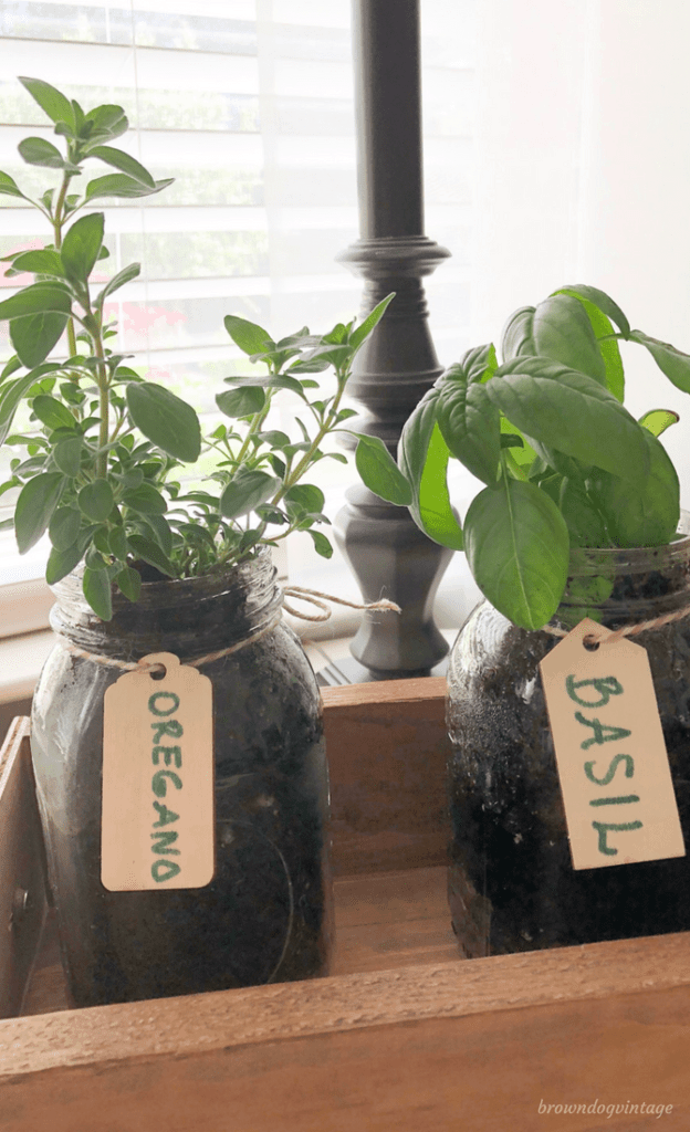 Oregano and basil plants in glass jars with labeled tags attached around the rims.