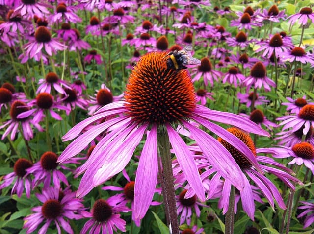 A purple Coneflower with a bumble bee in the center surrounded by several other Coneflower plants.