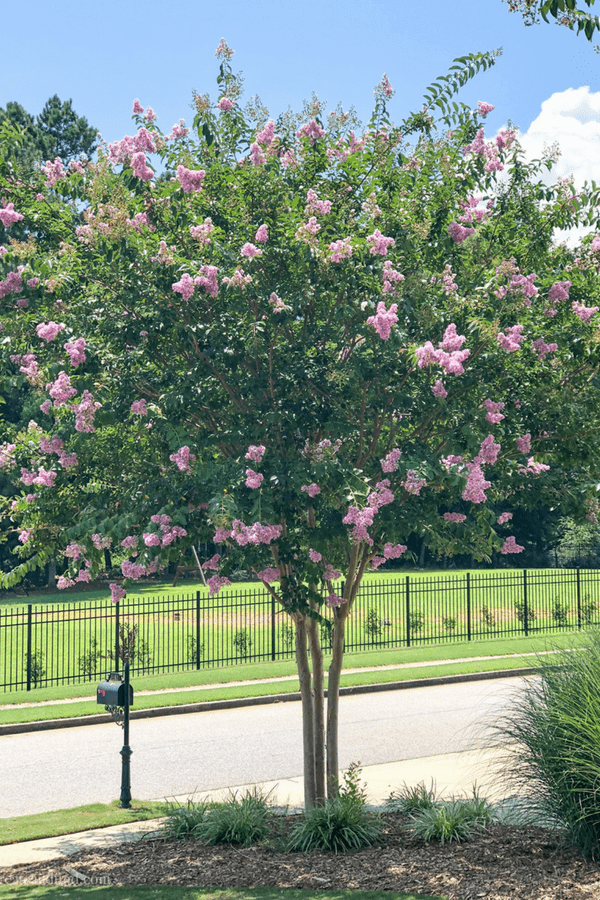 A Crape Myrtle tree with pink blooms grows in a front yard by the sidewalk.