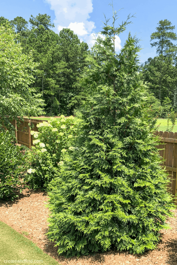 A Green Giant Arborvitae tree in a backyard in front of a wooden fence.