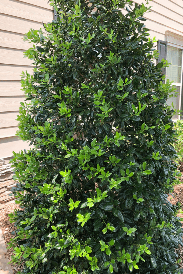 A tall Holly bush grows by the side of a house in a landscaping plot.